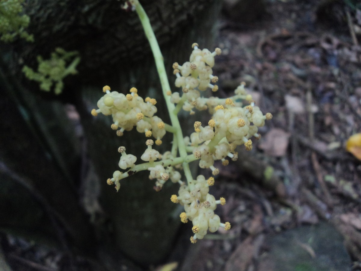 Anamirta cocculus (L.) Wight & Arn.